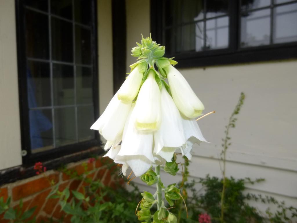 Church Hall Farm Bed And Breakfastスタンステッド近く 部屋 写真